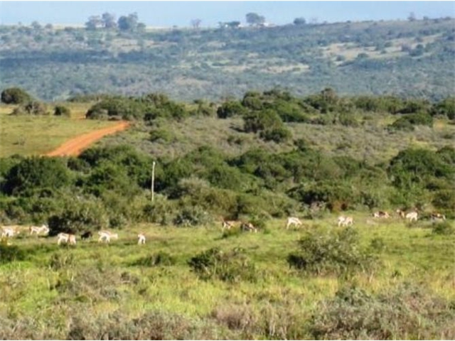 Adi_in_SA_-_Group_of_deers_25