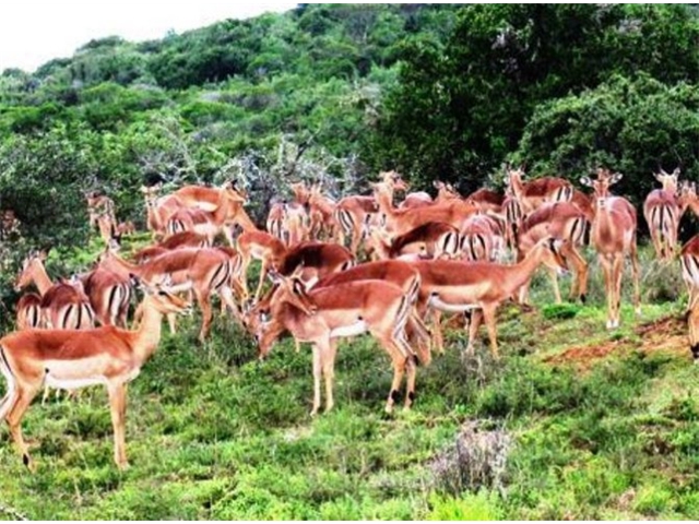 Adi_in_SA_-_Group_of_deers_3