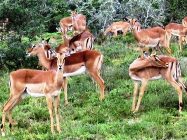 Adi_in_SA_-_Group_of_deers_4