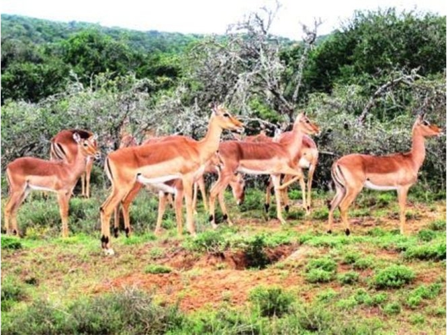 Adi_in_SA_-_Group_of_deers_6