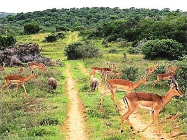 Adi_in_SA_-_Group_of_deers_7