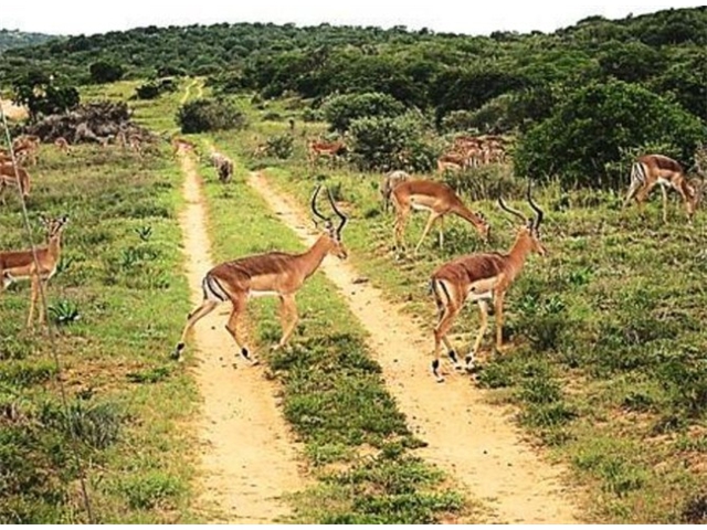 Adi_in_SA_-_Group_of_deers_8