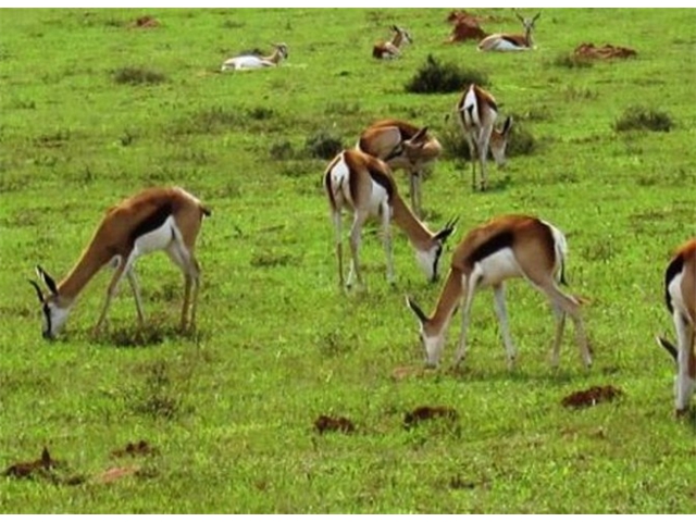 Adi_in_SA_-_Group_of_deers_9