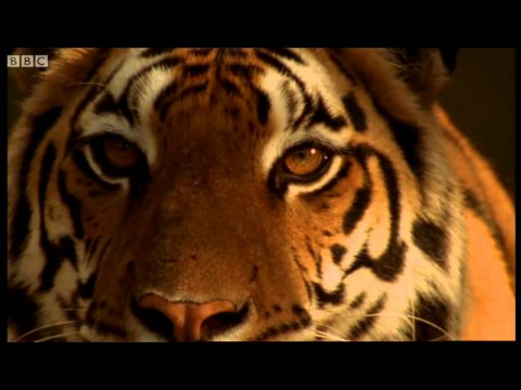 Launching Project Tiger - Battle to Save the Tiger - BBC