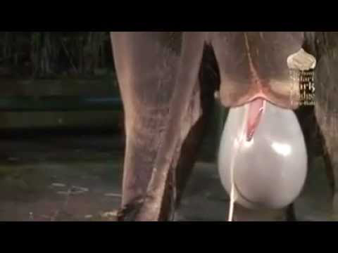 Birth of an Elephant...MUST SEE!