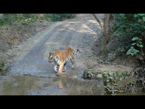 Tiger sighted at Jim Corbett National Park - what a sight! scared the hell out of us