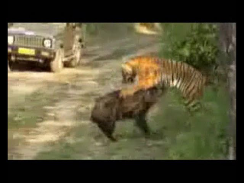 Tiger attack wild Boar fighting LIVE - Jim Corbett National Park, Ramnagar