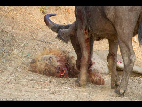 Compilation!! Amazing Lion Vs Buffalo in National Park Zambia 2015