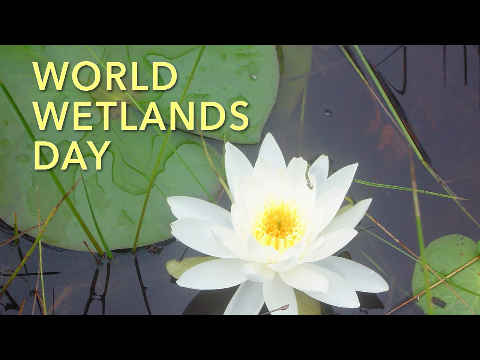 World Wetlands Day