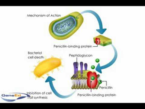 Penicllin mechanism of action