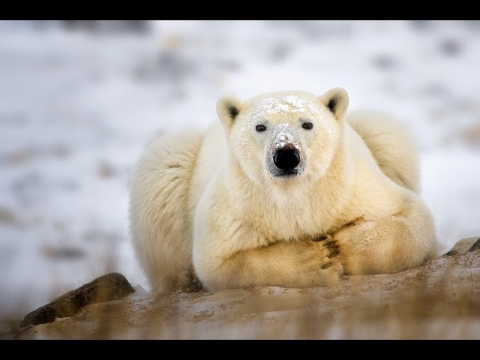 BBC The POLAR BEAR - Beautiful Wildlife - Full Documentary HD