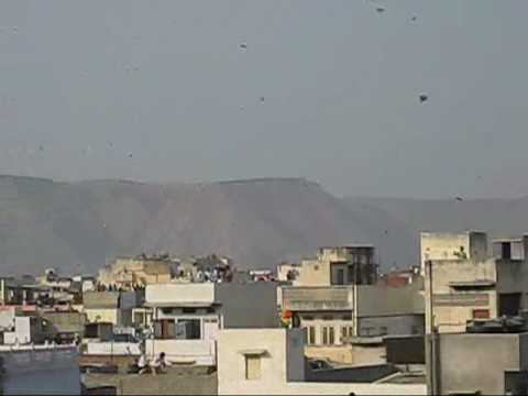 Makar Sankranti,kite festival in Jaipur: Sponsored by Vardhaman Infotech