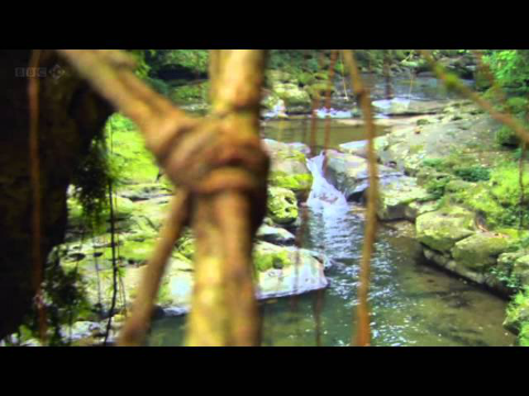Meghalaya's  Living Bridges - Incredible India