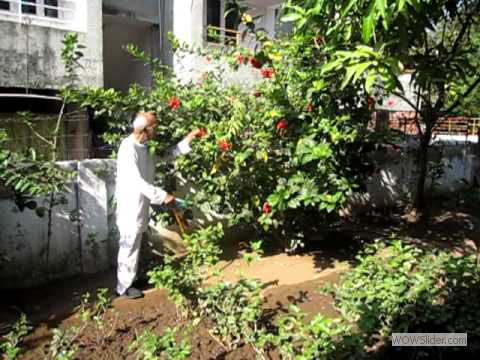 DADAJI'S DAILY ROUTINE