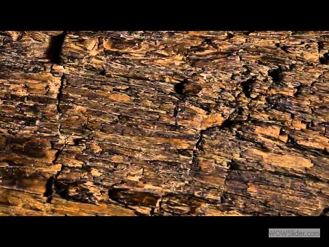 Geological Survey of India