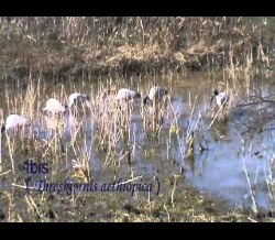 Bird Sanctuary Bharatpur India