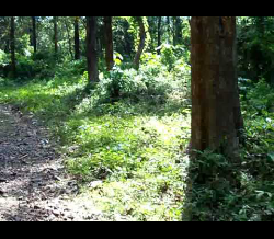 Dr Salim Ali Bird Sanctuary, Thattekad