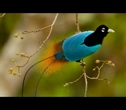 Birds-of-Paradise Project Introduction